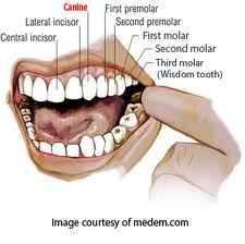 omnivores teeth